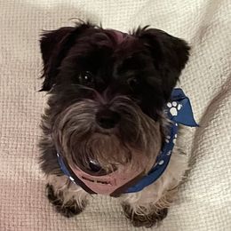 Ruby - Miniature Schnauzer