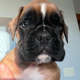 Edmond - Fawn male Boxer puppy in Medical Lake, Washington from Box and Bully Estates: Boxers and Old English Bulldogs