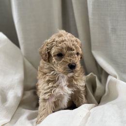 Poodle Puppies from Upper Echelon