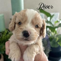 River - Apricot male Cavapoo puppy in Grove, Oklahoma from Rocky Oak Cavaliers & Biewer Terriers LLC