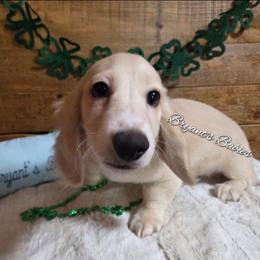 Cream baby boy - Cream male Dachshund puppy in Girard, Illinois from Bryant's Babies