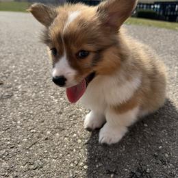 Sage( Fluffy, Bluie carrier) - Sable and white female American Corgi puppy in Scottown, Ohio from Wyndy Ridge Corgis
