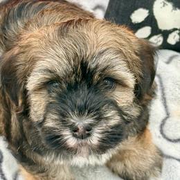 Aaron - Silver sable male Havanese puppy in Wappapello, Missouri from Titanium Havanese LLC