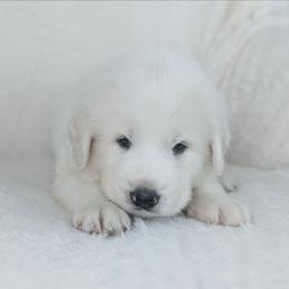 Black - White male Great Pyrenees puppy in Yakima, Washington from Naches Heights Ranch
