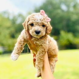 Goldendoodle Puppies from Red Barn Mission Farm