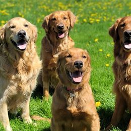 Golden Retrievers from KNK Red Golden Retrievers