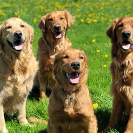 Golden Retrievers from KNK Red Golden Retrievers