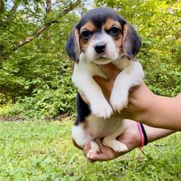 Nutella - White black and tan female Beagle puppy in Judsonia, Arkansas from Mayberry Acres Beagles and Basset Hounds