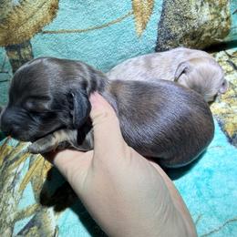 Red brindle - Brindle male Dachshund puppy in Umatilla County, Oregon from Divine Dogs