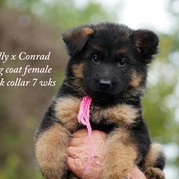 Pink collar f Dolly and Conrad litter - Black and red female German Shepherd puppy in Chrisney, Indiana from Indiana German Shepherds