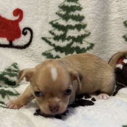 Cougar - Merle male Chihuahua puppy in Hampton, Virginia from Chilove Chihuahuas