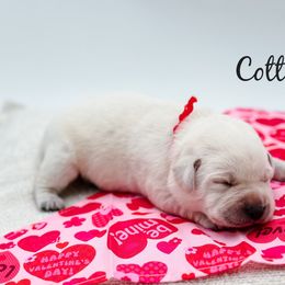 4th pick female - Yellow Labrador Retriever puppy in Mt. Vernon, Texas from Bohlken Labradors