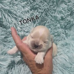 Tonka - Gold and white male Shih Tzu puppy in Florida from 1st Passion Shih Tzus