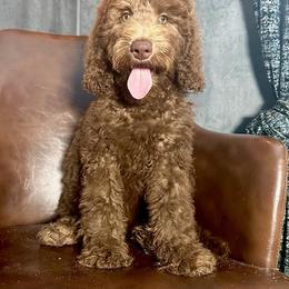 Goldendoodle Puppies from 24 Karat Doodles