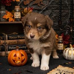 Cinder - Red tri-color female Australian Shepherd puppy in Wrightstown, New Jersey from Hartzland Farm Australian Shepherds
