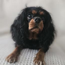 Tesla - Cavalier King Charles Spaniel