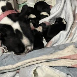 Girl 3 - Black and white Boston Terrier puppy in Pickens, South Carolina from Parker Rosa Boston Terrier’s