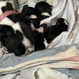 Girl 3 - Black and white Boston Terrier puppy in Pickens, South Carolina from Parker Rosa Boston Terrier’s