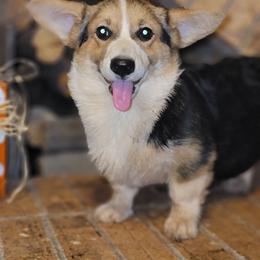Girl 1 - Pembroke Welsh Corgi puppy in Anton, Texas from X Bar's Lil Legs of Texas