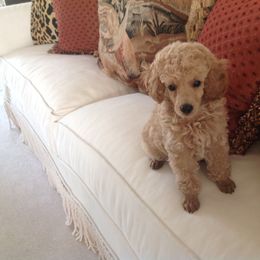 Poodle Puppies from Hilmac Poodles