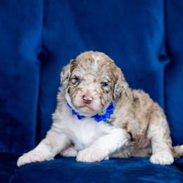 Aussiedoodle Puppies from Dani's Dandy Doodles
