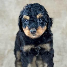 BPM1 - Black phantom male Aussiedoodle puppy in Prague, Oklahoma from Classic K9’s  Aussies & Doodles