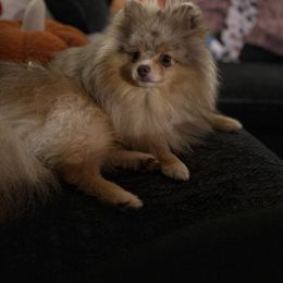 River - Pomeranian