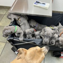 Great Dane puppies from Cable Creek Danes