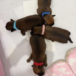 Desi - Belge male Brussels Griffon puppy in Hilton Head Island, South Carolina from Andria Satero