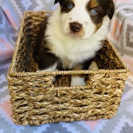 Australian Shepherd Puppies from Jo’s Aussies