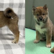 Girl 1 - Shikoku puppy from Kiseki No Yama