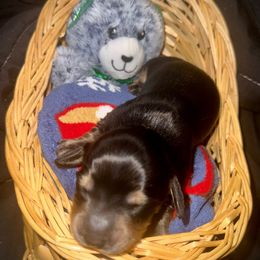 Bandit - Black and cream male Dachshund puppy in Manhattan, Kansas from Alissa's Dachshunds