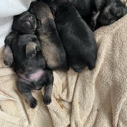 Girl 1 - Salt and pepper female Miniature Schnauzer puppy in Newfane, New York from Vaquera Miniature Schnauzers
