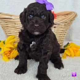 Purple - Chocolate female Goldendoodle puppy in Rockledge, Florida from Stormie's Doodles