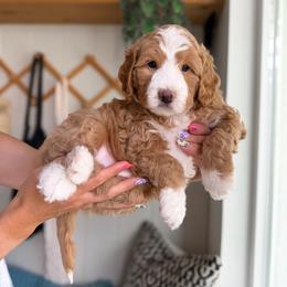 Velvet - Yellow and white female Bernedoodle puppy in South Jordan, Utah from Wonderful World Doodles