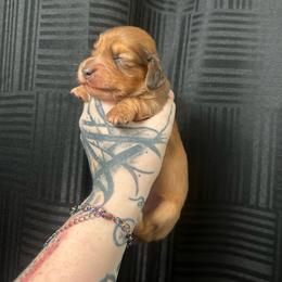 Bud - Red male Dachshund puppy in Fishers, Indiana from The long dogs of indiana