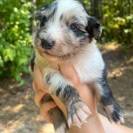 Australian Shepherd Puppies from Foxhaven Farm’s Aussies
