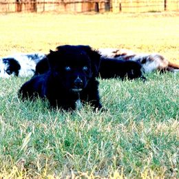 Winnie - Black & white female Australian Shepherd puppy in Mineral Wells, Texas from A6 Australian Shepards