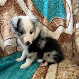 Roly - Blue merle white and tan male Shetland Sheepdog puppy in Kerville, Texas from Cedar Hill Kennels