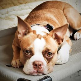 Nala - Boston Terrier