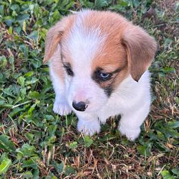 Sophie - Sable female Pembroke Welsh Corgi puppy in Blair, Wisconsin from Sandy’s Pet Grooming and Boarding & AKC Corgis