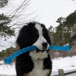 Bernese Mountain Dog puppies from Bravura Bernese Mountain Dog