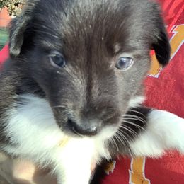 "Emily" Border Collie Puppies from Best Friend Borders