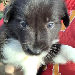 "Emily" Border Collie Puppies from Best Friend Borders