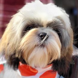 Rosalina - Shih Tzu
