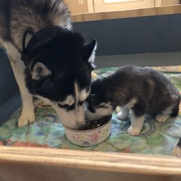 Siberian Husky Puppies from Kaia Reyne Husky's