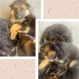German Shepherd Puppies from MK German Shepherds LLC