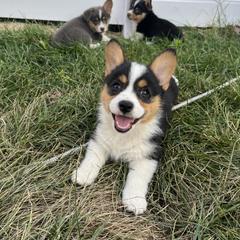 Margarita - Black and tan female Pembroke Welsh Corgi puppy in Patchogue, New York from South Shore Corgis