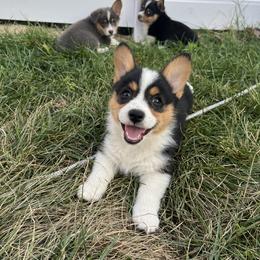 Margarita - Black and tan female Pembroke Welsh Corgi puppy in Patchogue, New York from South Shore Corgis