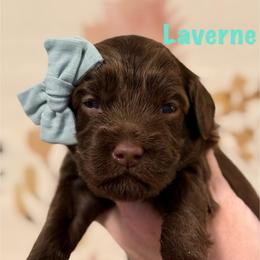Mint Collar - Chocolate female Goldendoodle puppy in Blanchard, Oklahoma from Dream Doodles by Dondi
